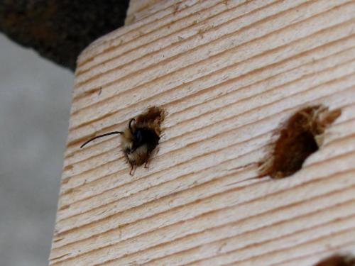 Réf. 180 174 : Osmia bicornis